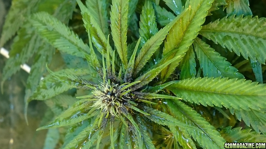 purple kush flower