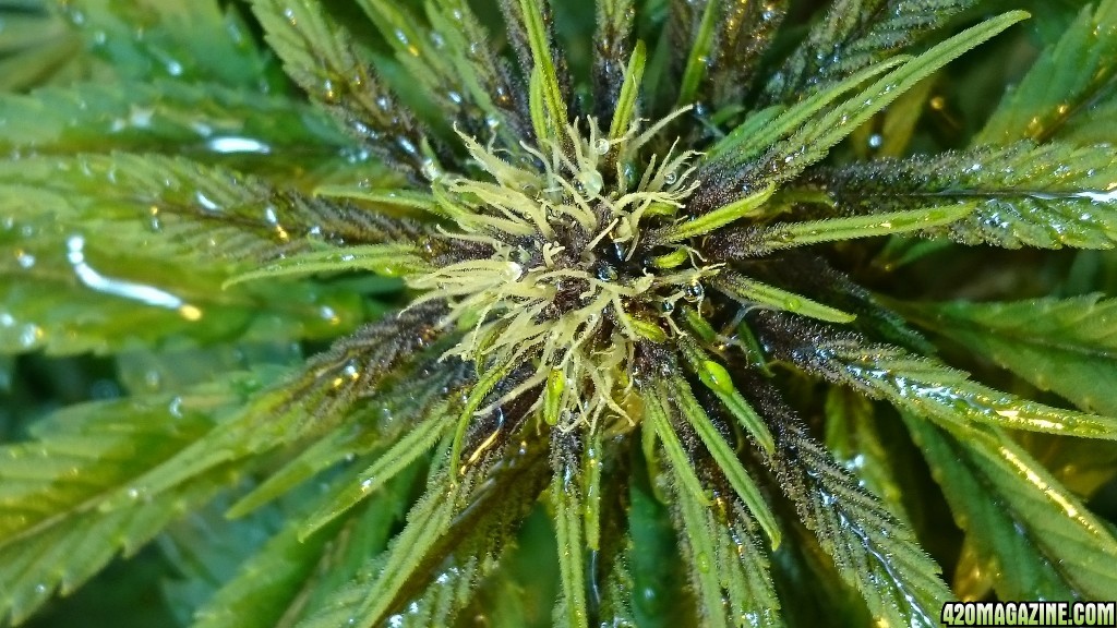 purple kush flower