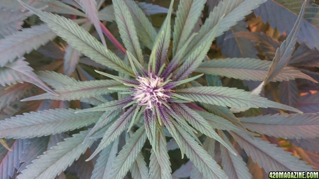 purple kush flower