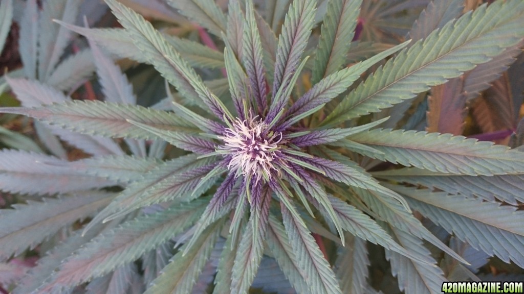 purple kush flower