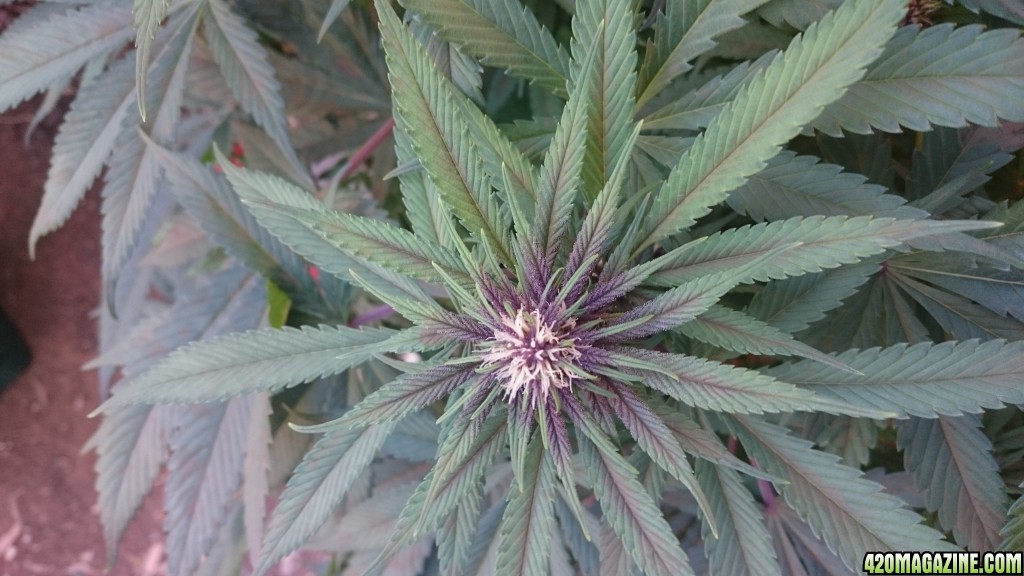 purple kush flower