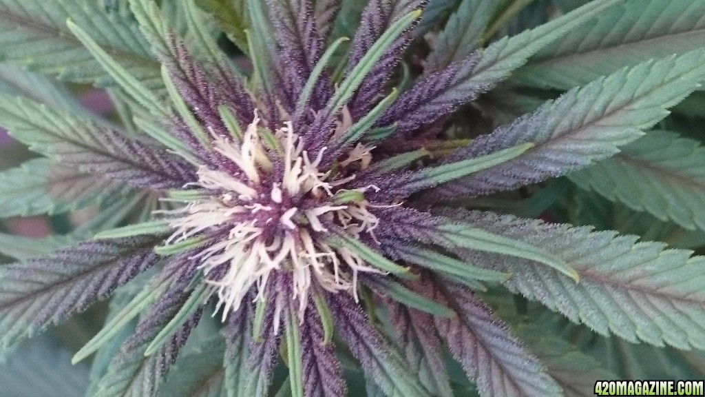 purple kush flower