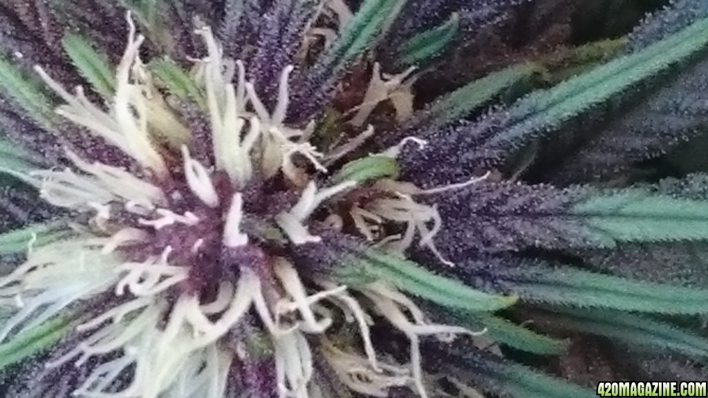 purple kush flower