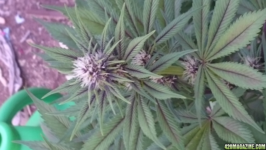 purple kush flower