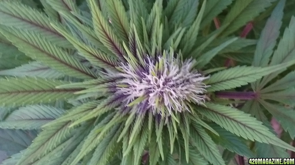 purple kush flower