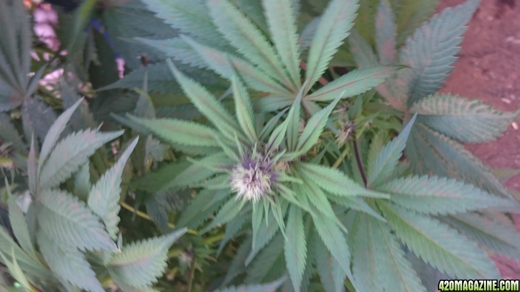 purple kush flower