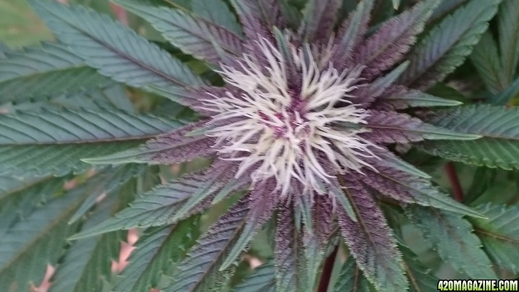 purple kush flower