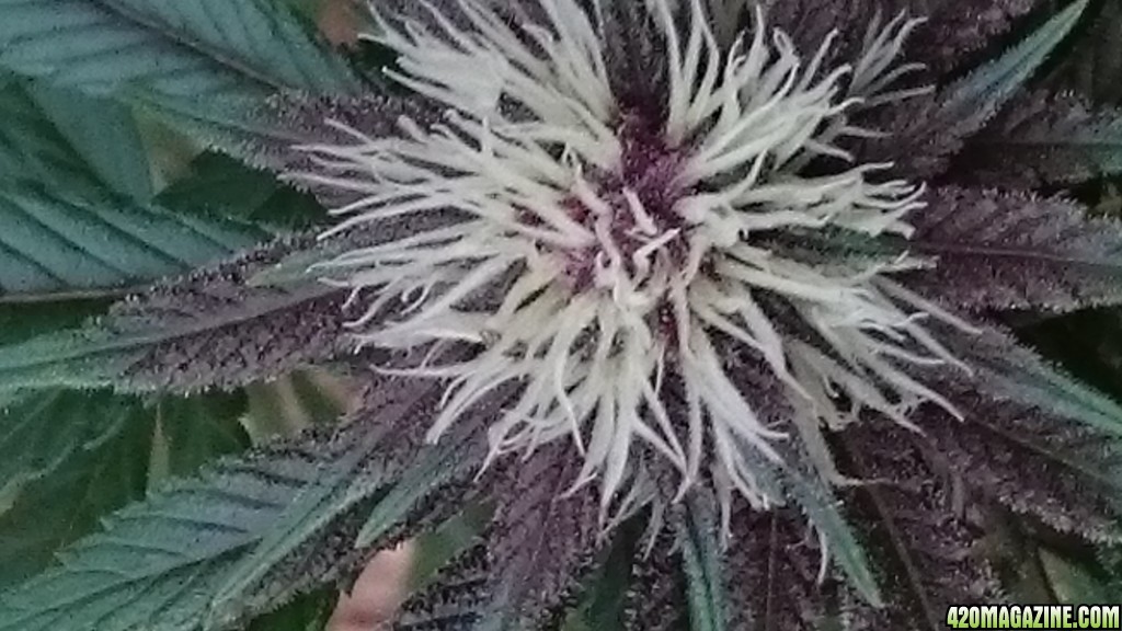 purple kush flower