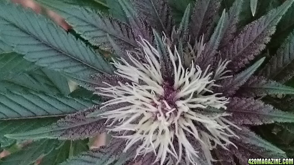 purple kush flower