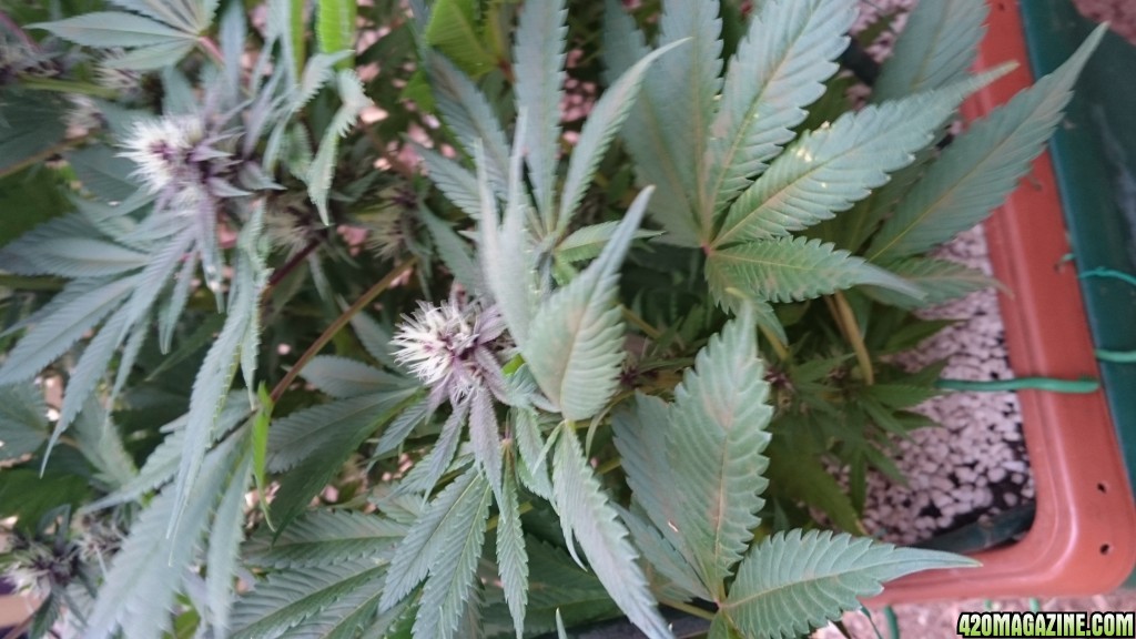 purple kush flower