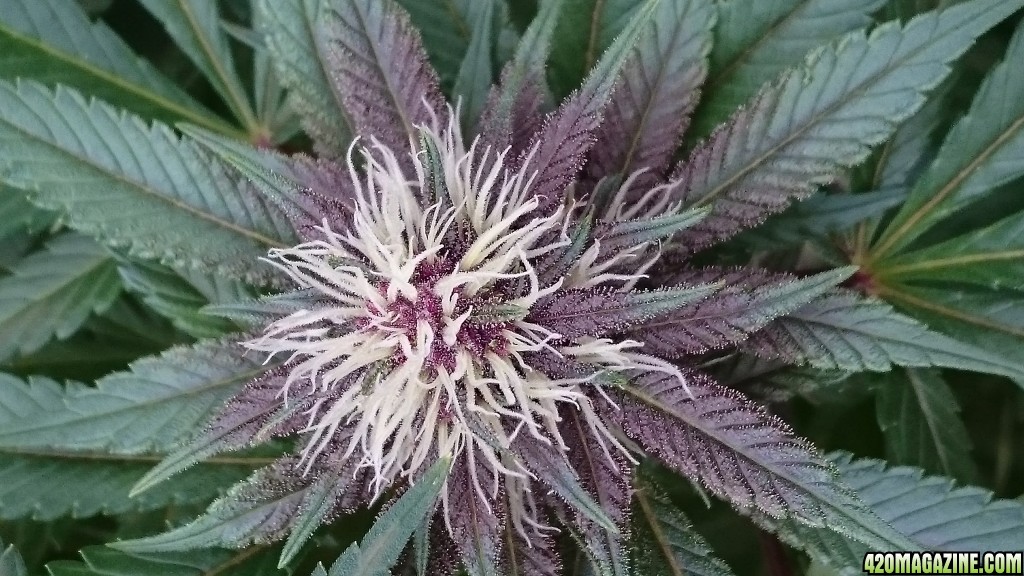 purple kush flower