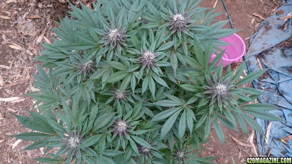 purple kush flower