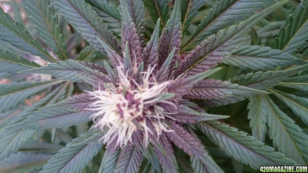 purple kush flower