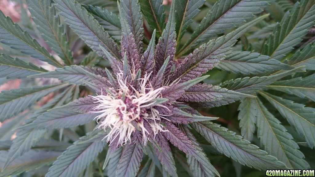 purple kush flower