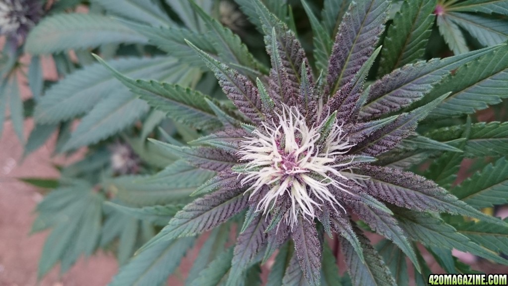 purple kush flower