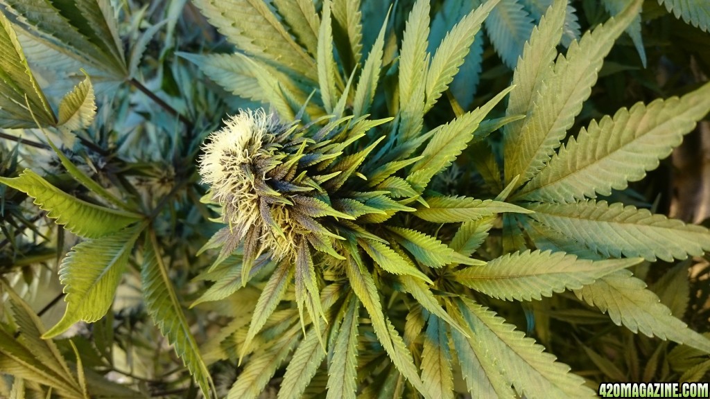 purple kush flower