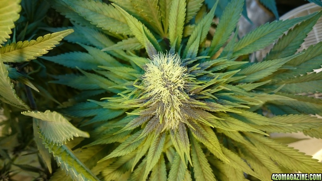 purple kush flower