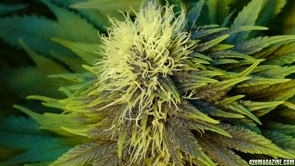 purple kush flower