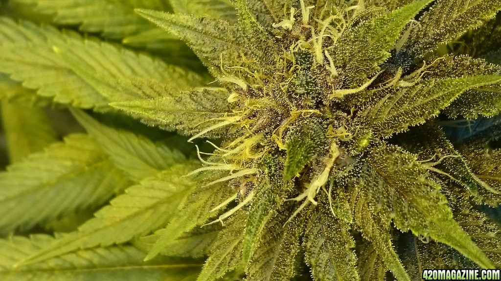 purple kush flower