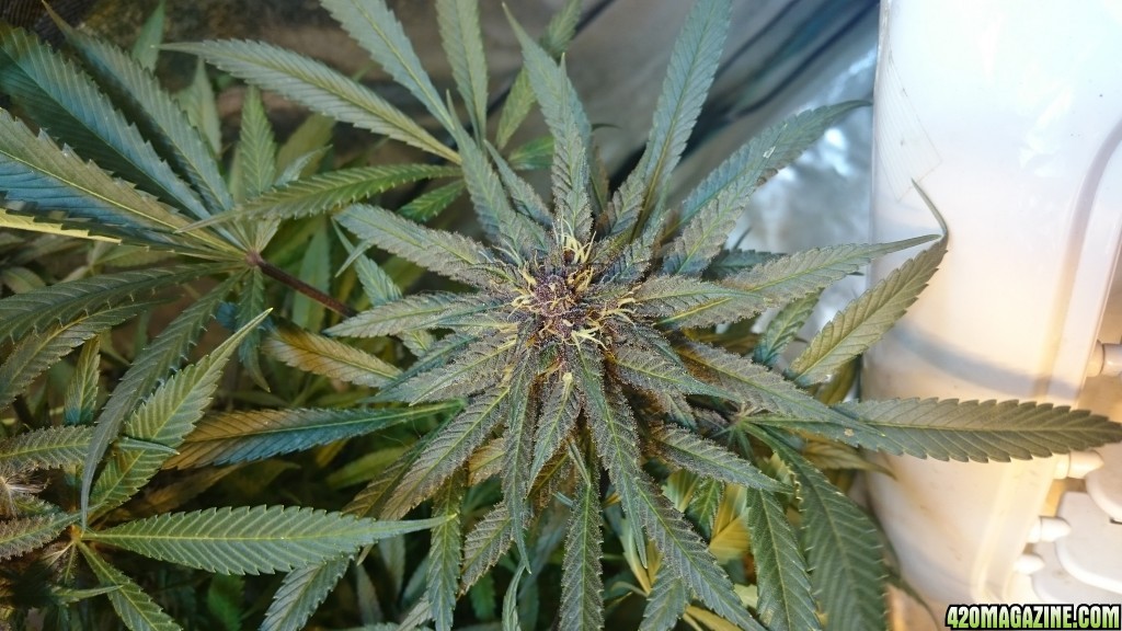 purple kush flower