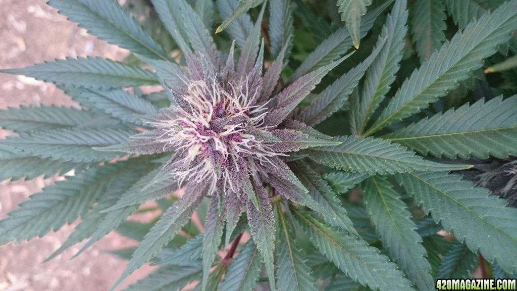 purple kush flower