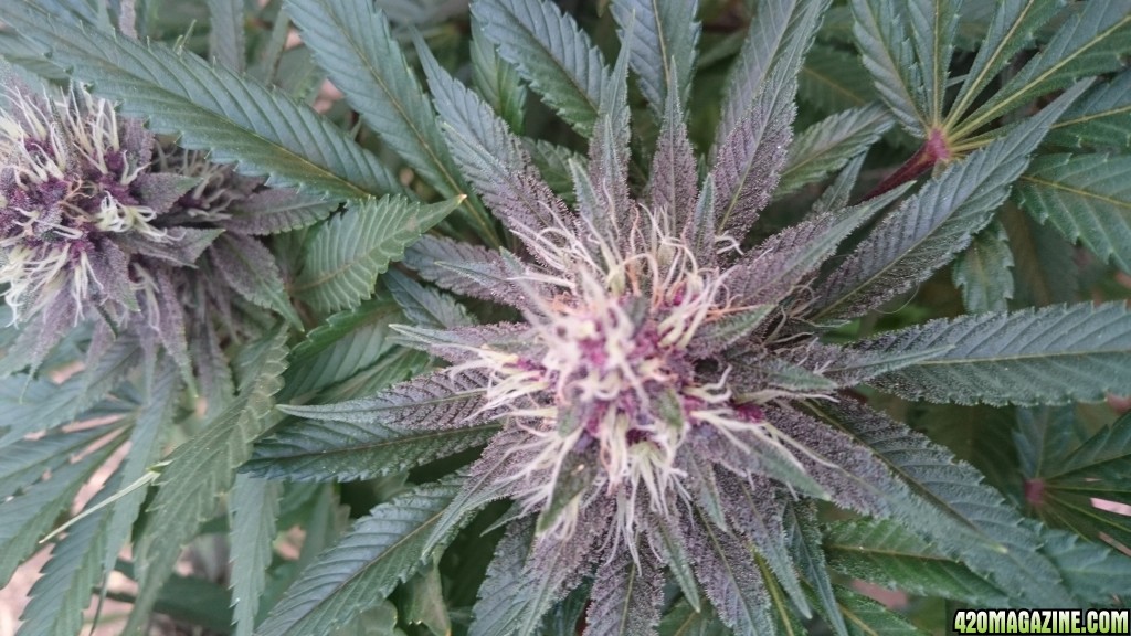 purple kush flower