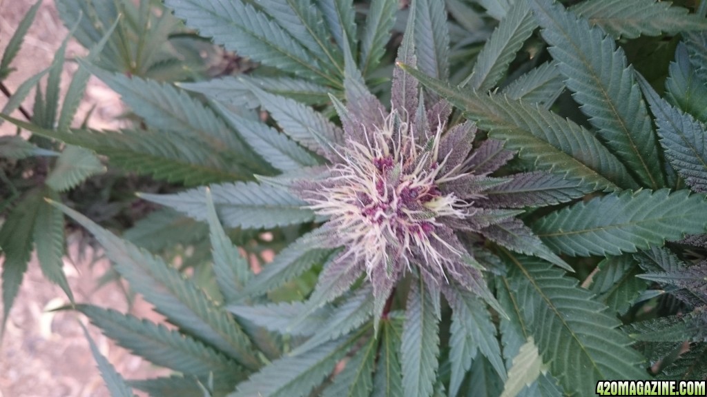 purple kush flower