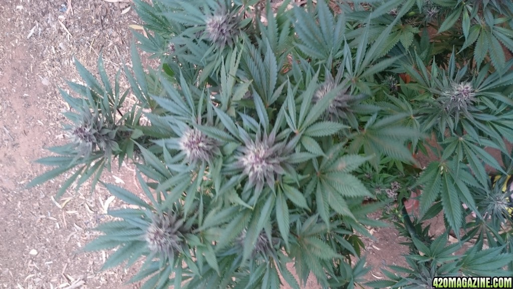 purple kush flower