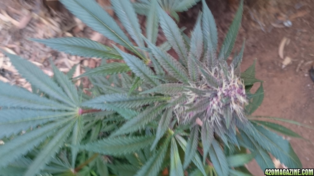 purple kush flower