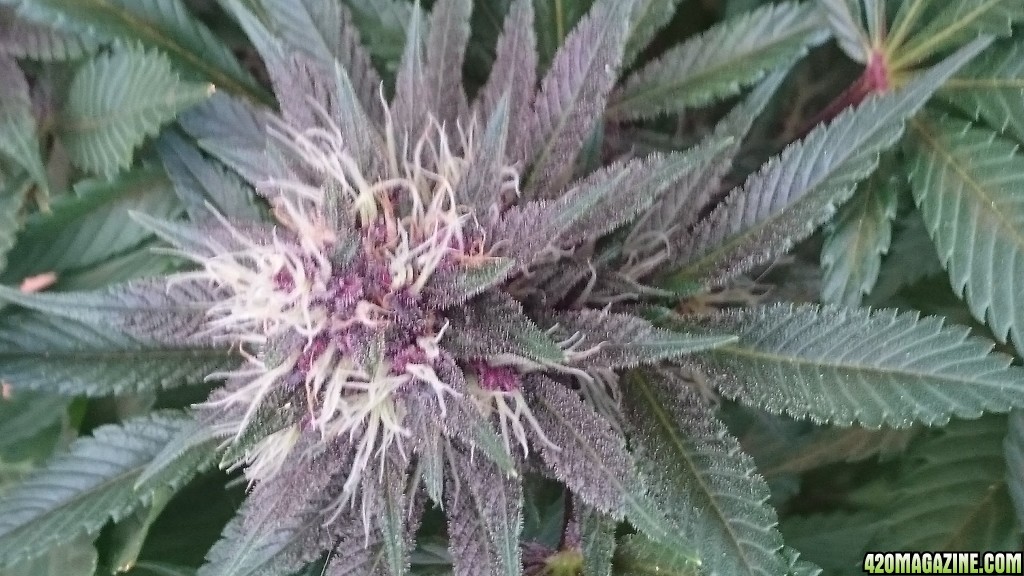 purple kush flower