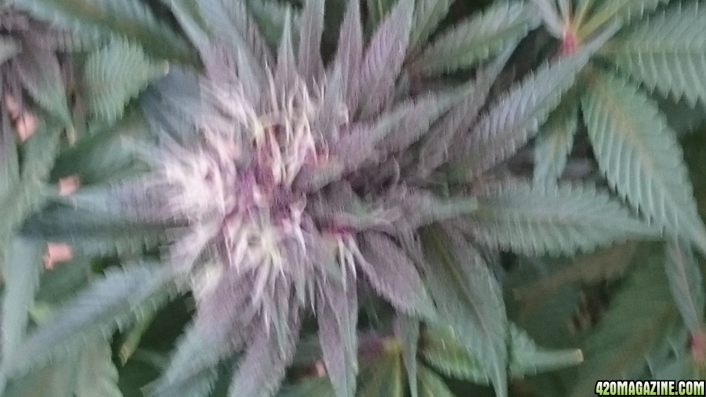 purple kush flower