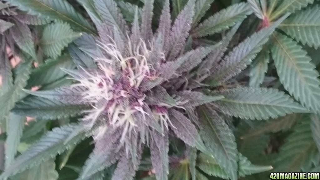 purple kush flower