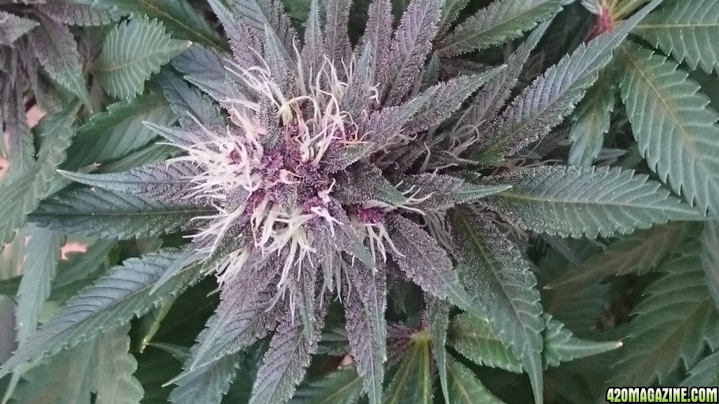 purple kush flower