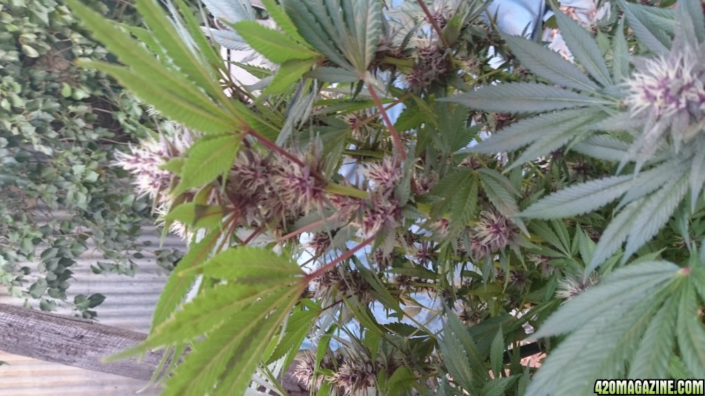 purple kush flower