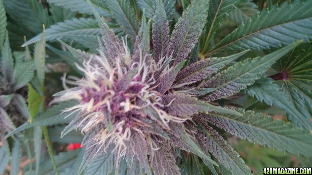 purple kush flower