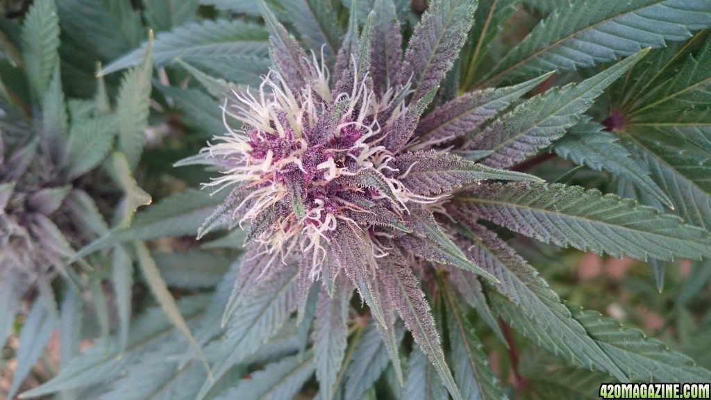 purple kush flower