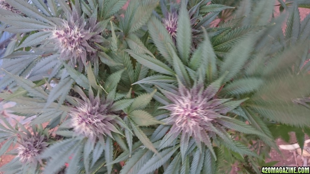 purple kush flower