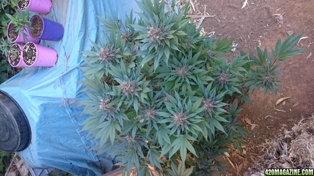 purple kush flower