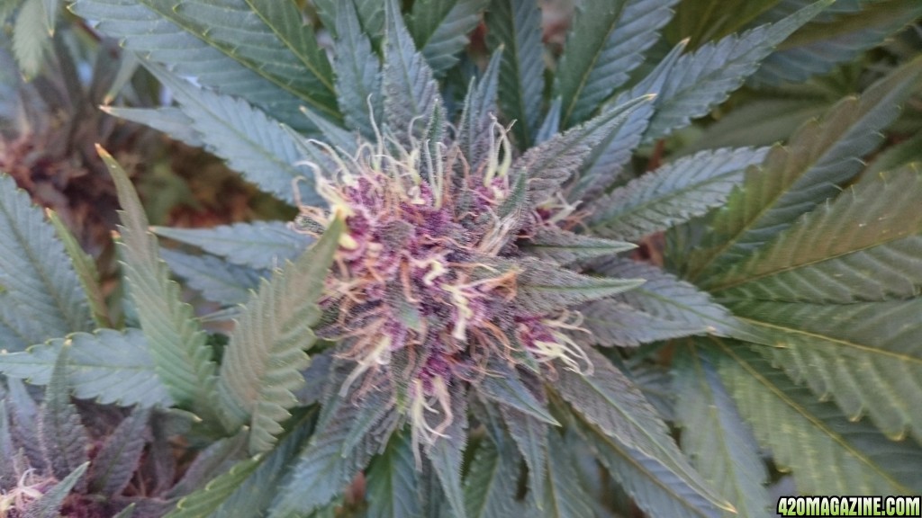 purple kush flower