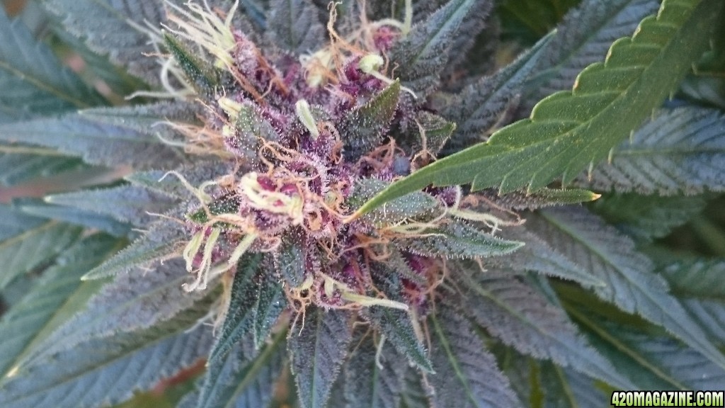 purple kush flower