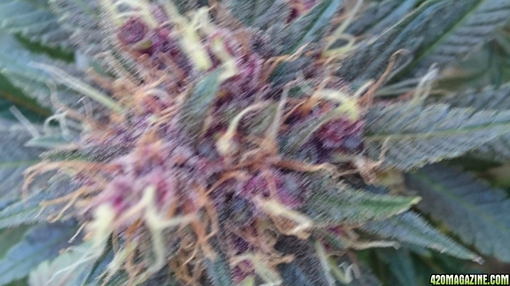 purple kush flower