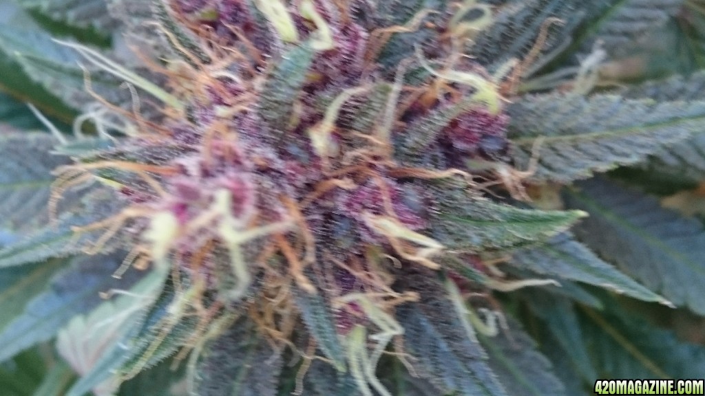 purple kush flower