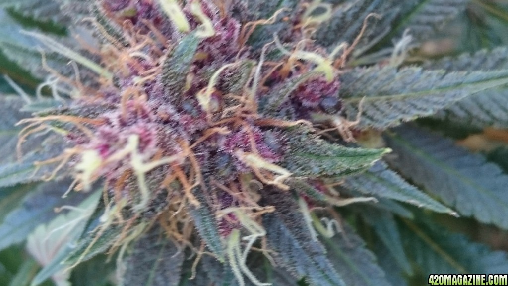 purple kush flower