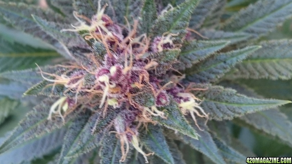 purple kush flower