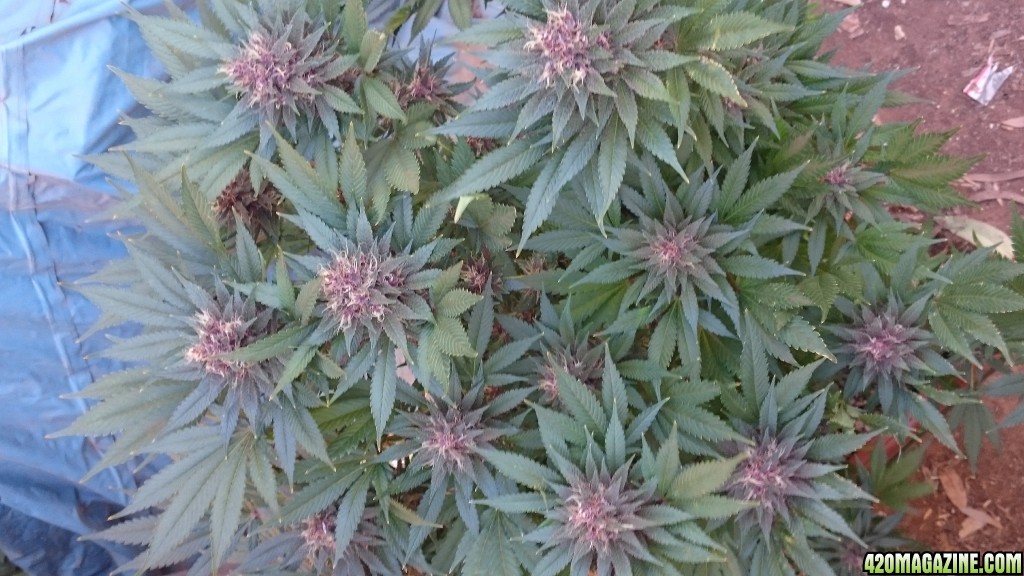 purple kush flower