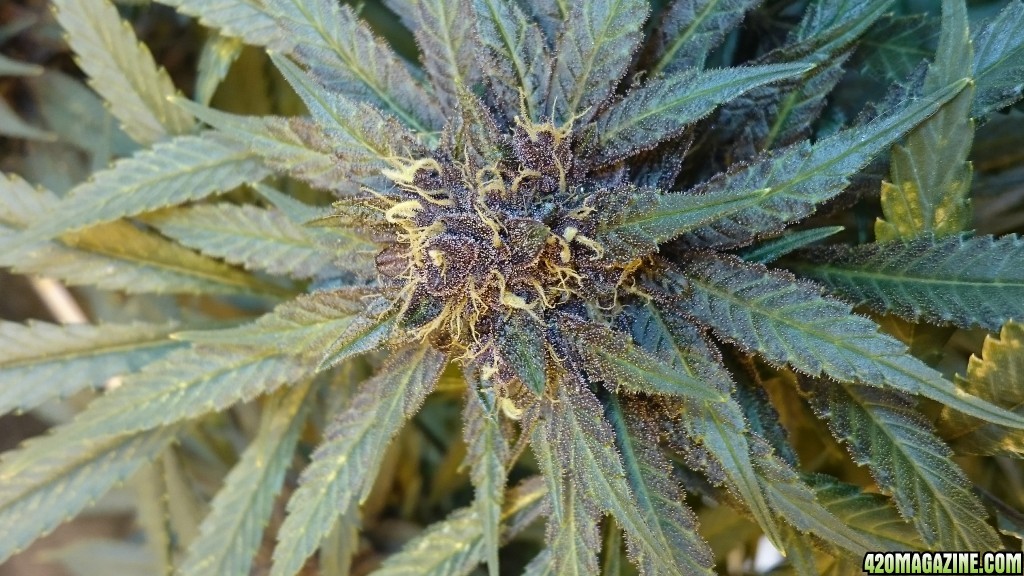 purple kush flower