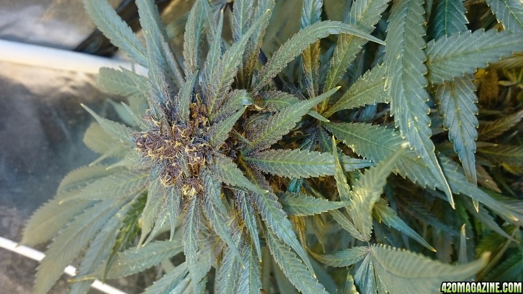 purple kush flower