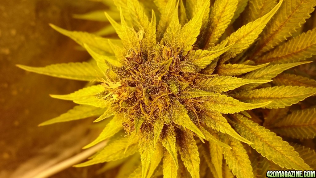 purple kush flower