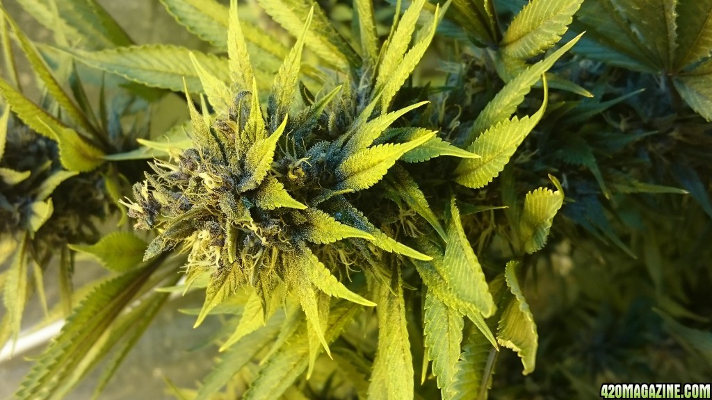 purple kush flower