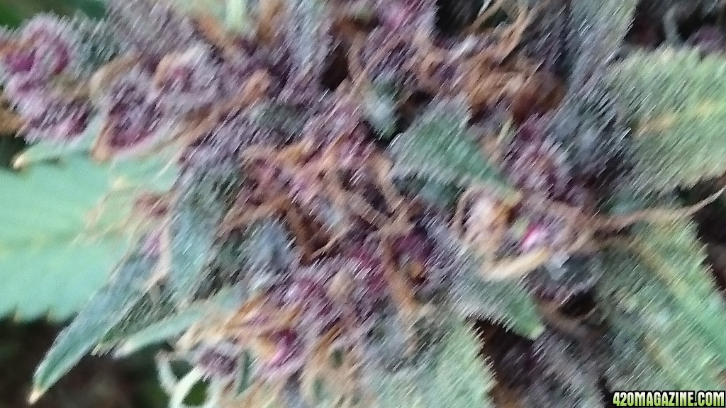 purple kush flower